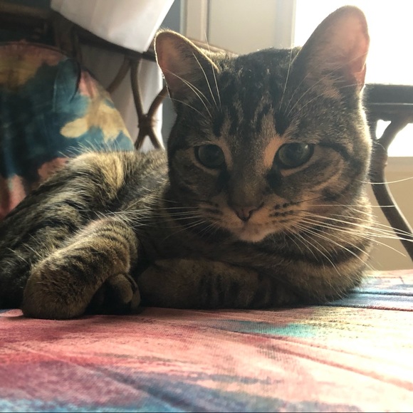 Meet your Posher, Laura - Picture 1 of 1